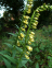 Foxglove, Straw